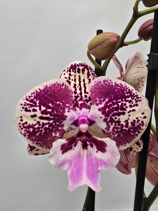 Phalaenopsis overig