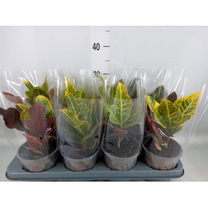 Codiaeum var. GR 'Excellent'