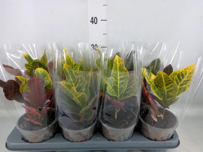 <h4>Codiaeum var. GR 'Excellent'</h4>