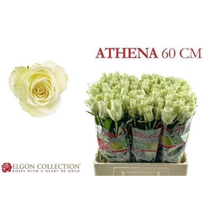 Rosa grootbloemig Athena