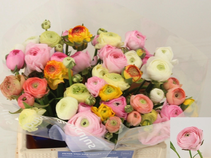 <h4>RAN GEM IN BOS</h4>