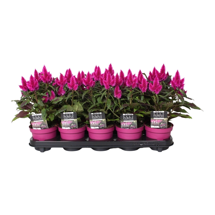 <h4>Celosia 'Deep Purple' Caracas with label</h4>