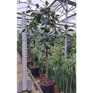 Ficus Elastica Robusta stam 300