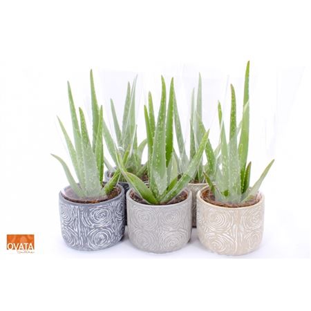 <h4>Aloe Vera In Toledo</h4>