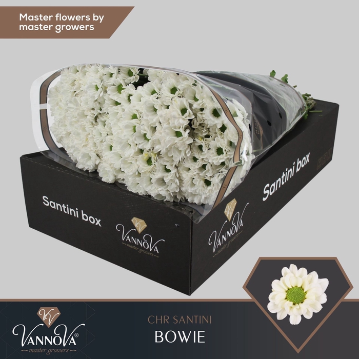 <h4>Chrysanthemum SA 'Bowie'</h4>