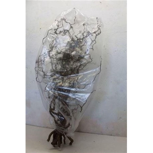 Corylus Av Contorta 90cm X15