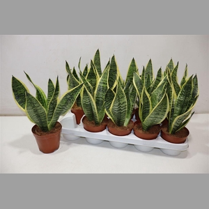 Sansev Futura Superb