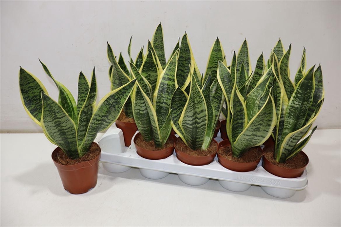 <h4>Sansev Futura Superb</h4>