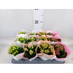 Kalanchoe blos.   ..rosebud mix  4