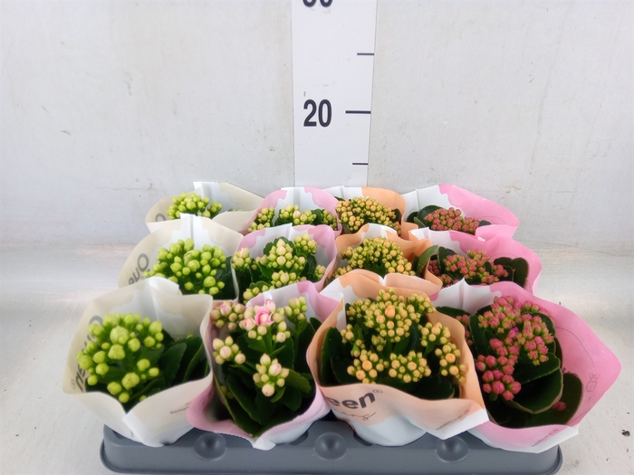 <h4>Kalanchoe blos.   ..rosebud mix  4</h4>