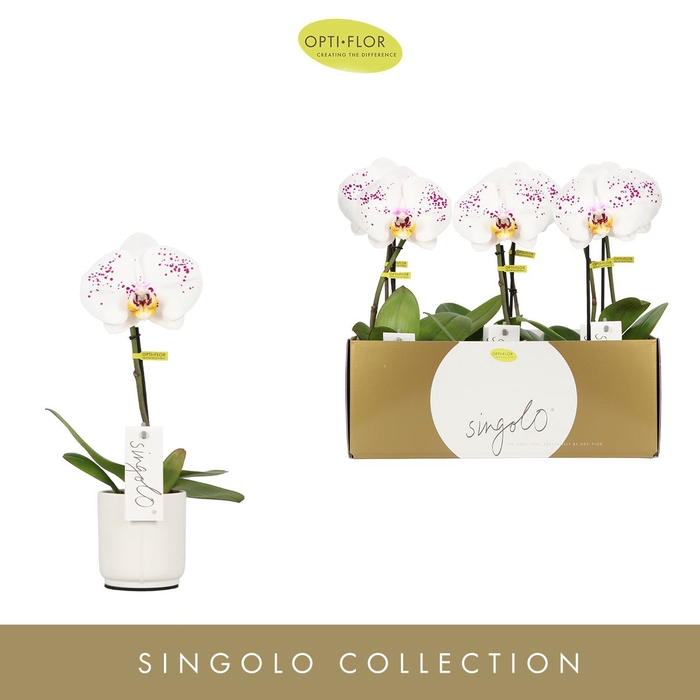 Phalaenopsis overig