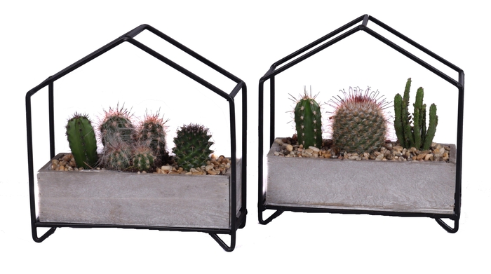 <h4>3x cactus mix in metalen huisplanter</h4>