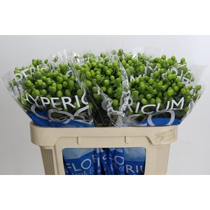 Hypericum Coco Bamboo