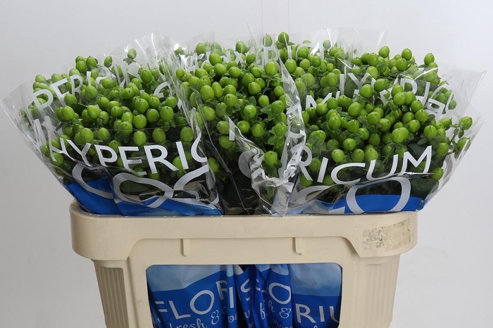 <h4>Hypericum Coco Bamboo</h4>