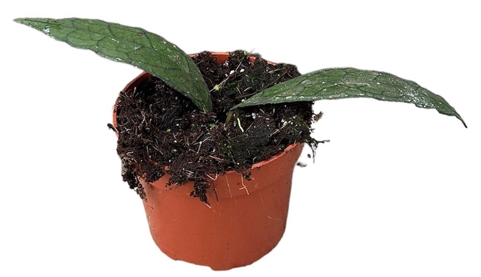 <h4>Hoya Clemensiorum Sumatra</h4>