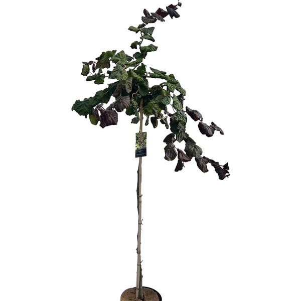 <h4>Corylus Red Majestic stam 150cm</h4>