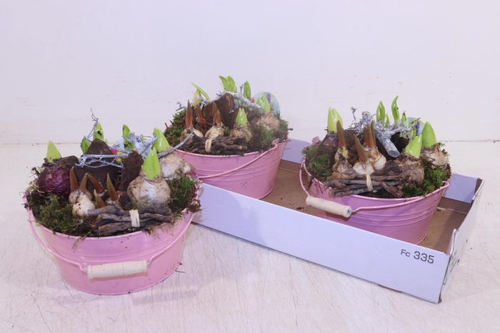 <h4>ARR BOL KNOLGEWAS</h4>