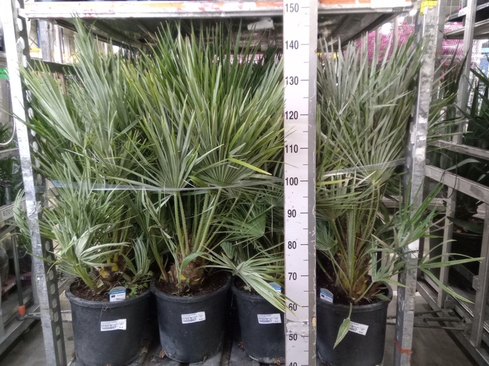 <h4>Chamaerops humilis</h4>