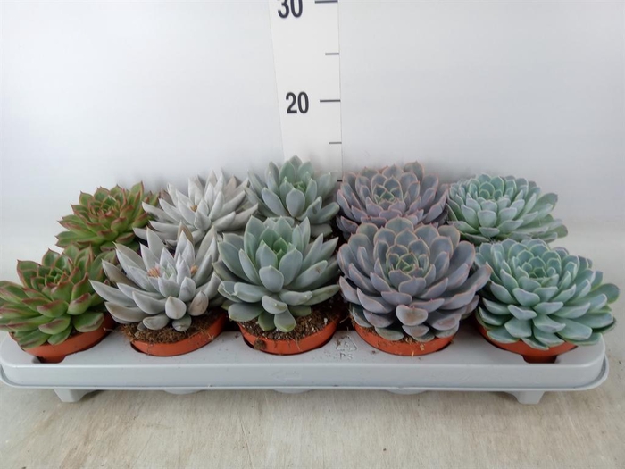 <h4>Echeveria   ...mix</h4>