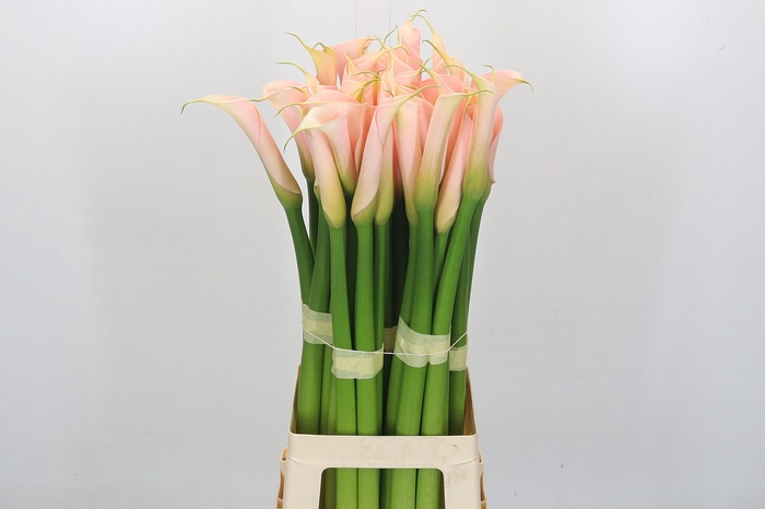 <h4>Zantedeschia Eydolls Salmon</h4>
