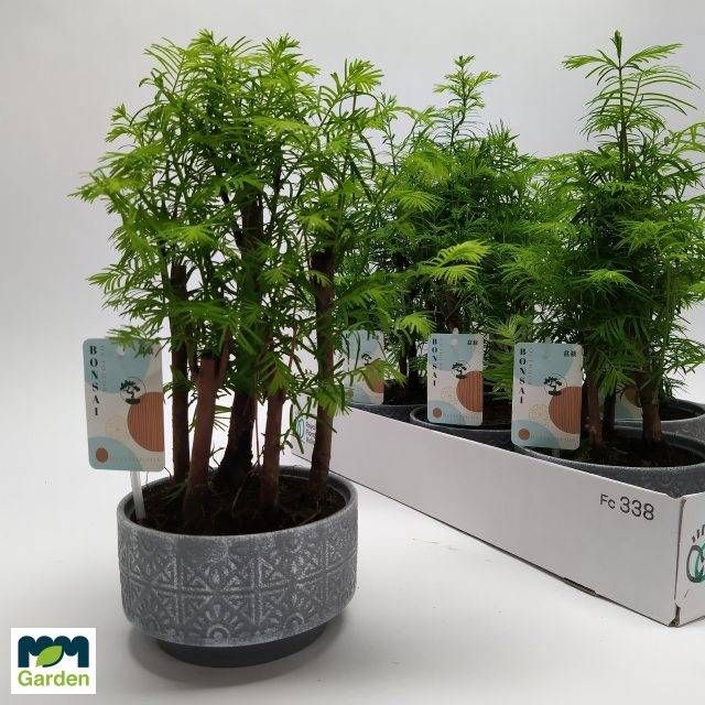 <h4>BONSAI OV</h4>