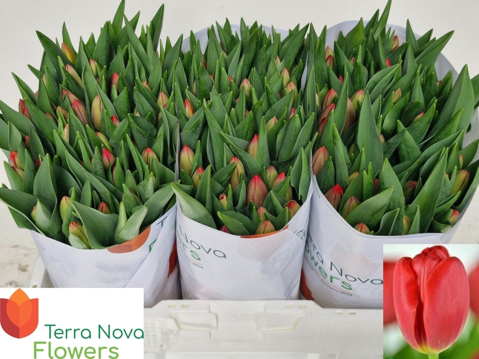 <h4>TU EN RESCUE</h4>