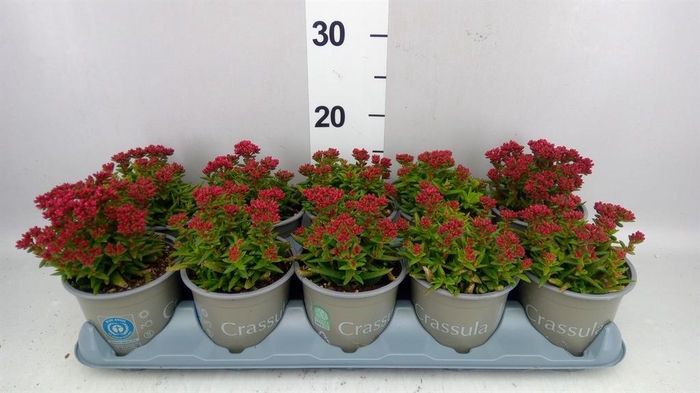 <h4>Crassula schmidtii</h4>