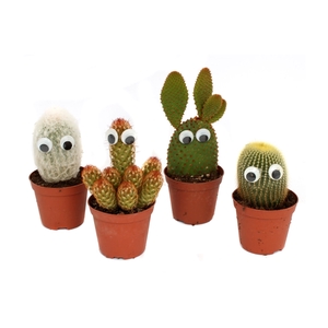 Cactus met ogen 8,5 cm