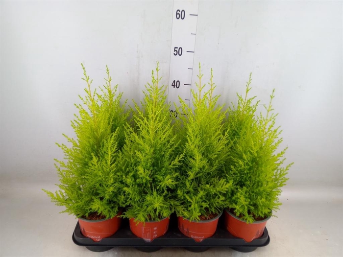 <h4>Cupressus macro. 'Goldcrest Wilma'</h4>