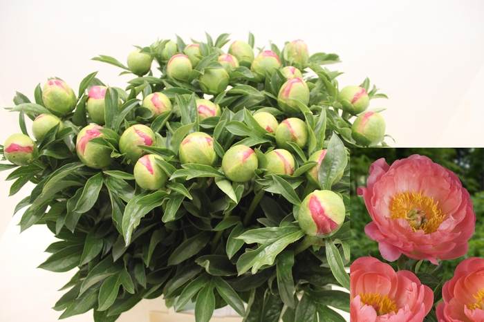 <h4>PAEO CORAL SUNSET</h4>