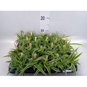 Chlorophytum com. 'Ocean'