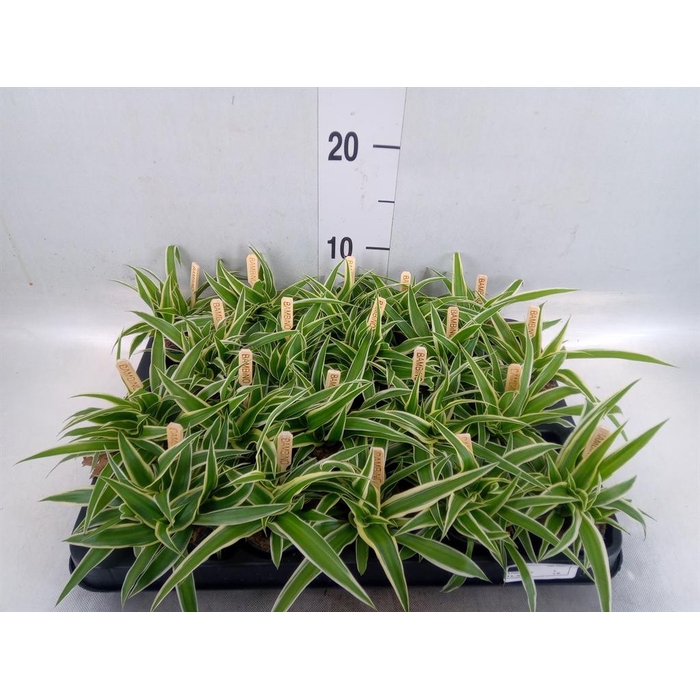 <h4>Chlorophytum com. 'Ocean'</h4>