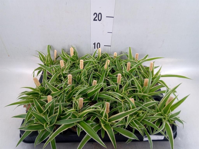 Chlorophytum com. 'Ocean'