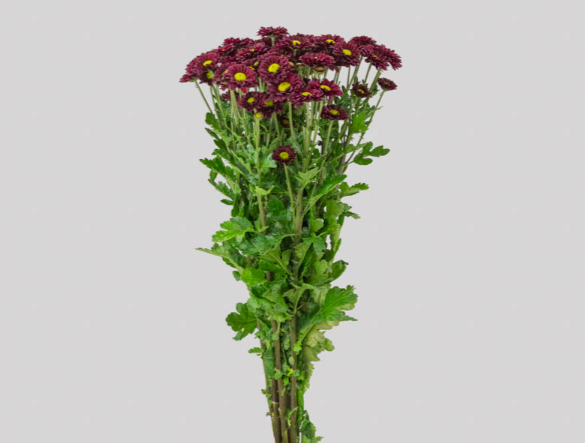 CRISANTEMO SANTINI MORA 080 CM