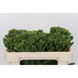Kaaps Groen Albigreen
