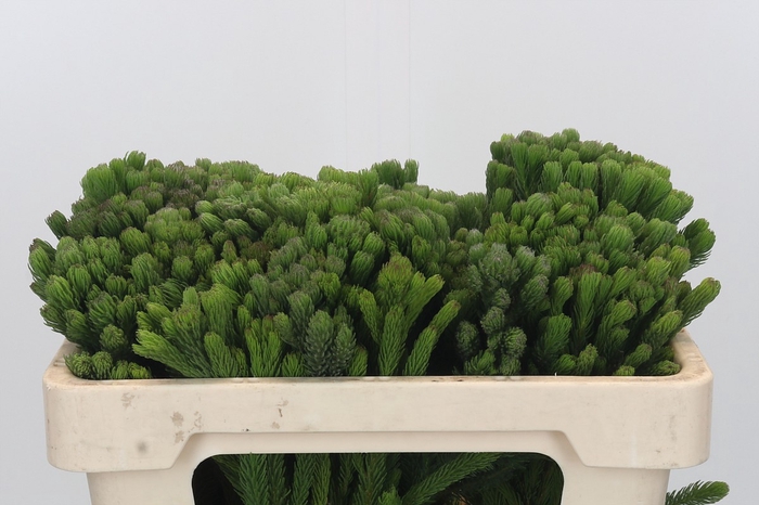 <h4>Kaaps Groen Albigreen</h4>