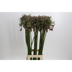 Allium Nectaroscordum Siculum