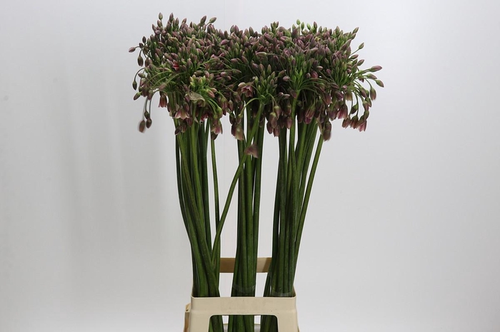 <h4>Allium Nectaroscordum Siculum</h4>
