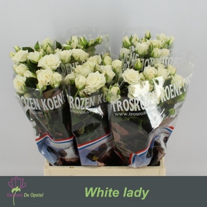 R Tr White Lady Opstal