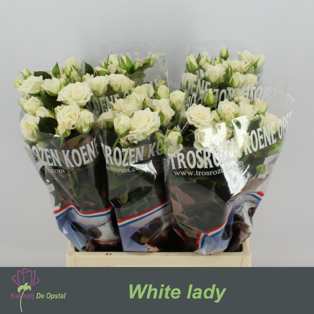 <h4>R Tr White Lady Opstal</h4>