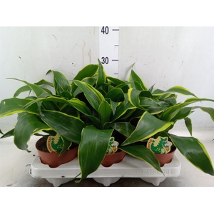Dracaena frag. 'Dorado'
