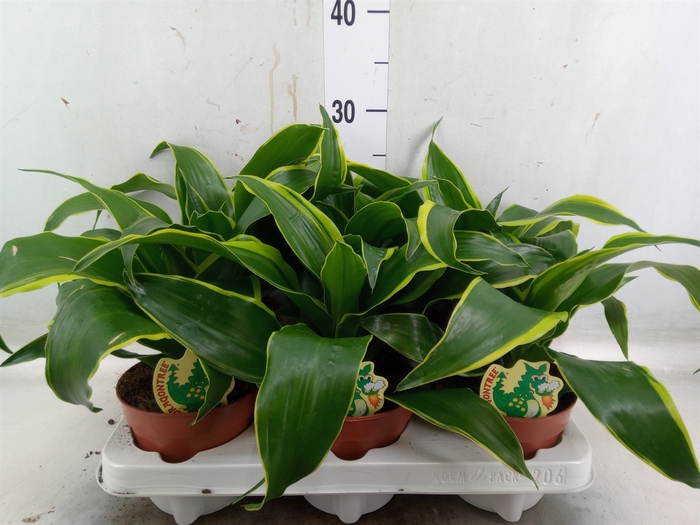 <h4>Dracaena frag. 'Dorado'</h4>
