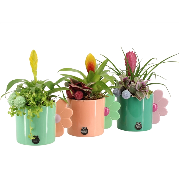 <h4>31618: Color circus arrangement</h4>