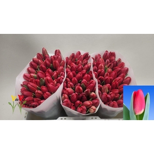 TU EN ANTARCTIC FIRE