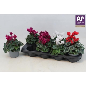 CYCL KL METIS DECORA