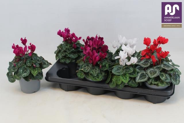 <h4>CYCL KL METIS DECORA</h4>