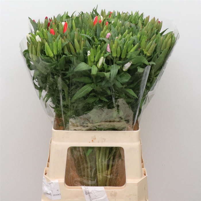 <h4>Clarkia Gemengd In Bos</h4>