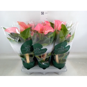 Anthurium andr. 'Melito'