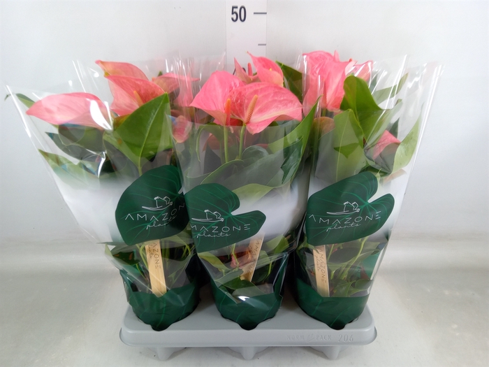 <h4>Anthurium andr. 'Melito'</h4>