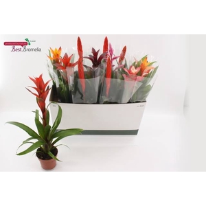 BROMELIA GEM